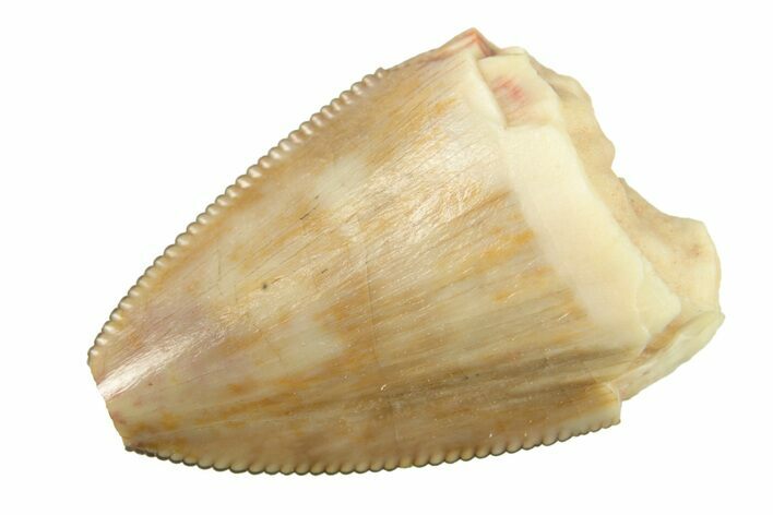 Serrated, Triassic Fossil Tooth - Chine Formation, Arizona #277139